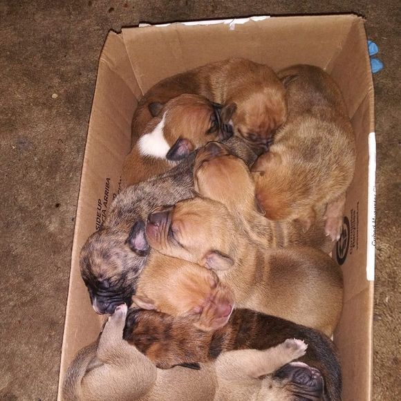 Meet your Posher, Wild - Picture 1 of 1